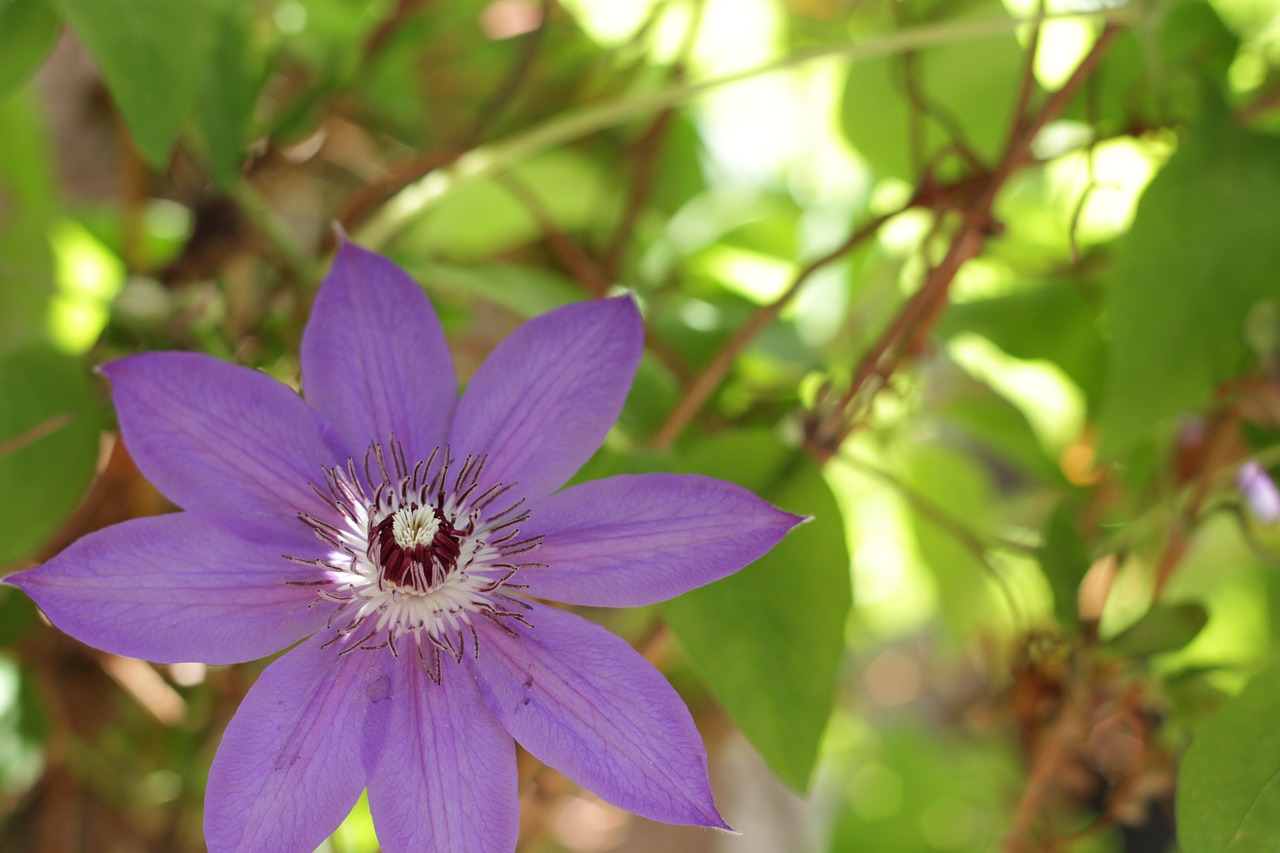 Ways to Create Shade in Your Garden